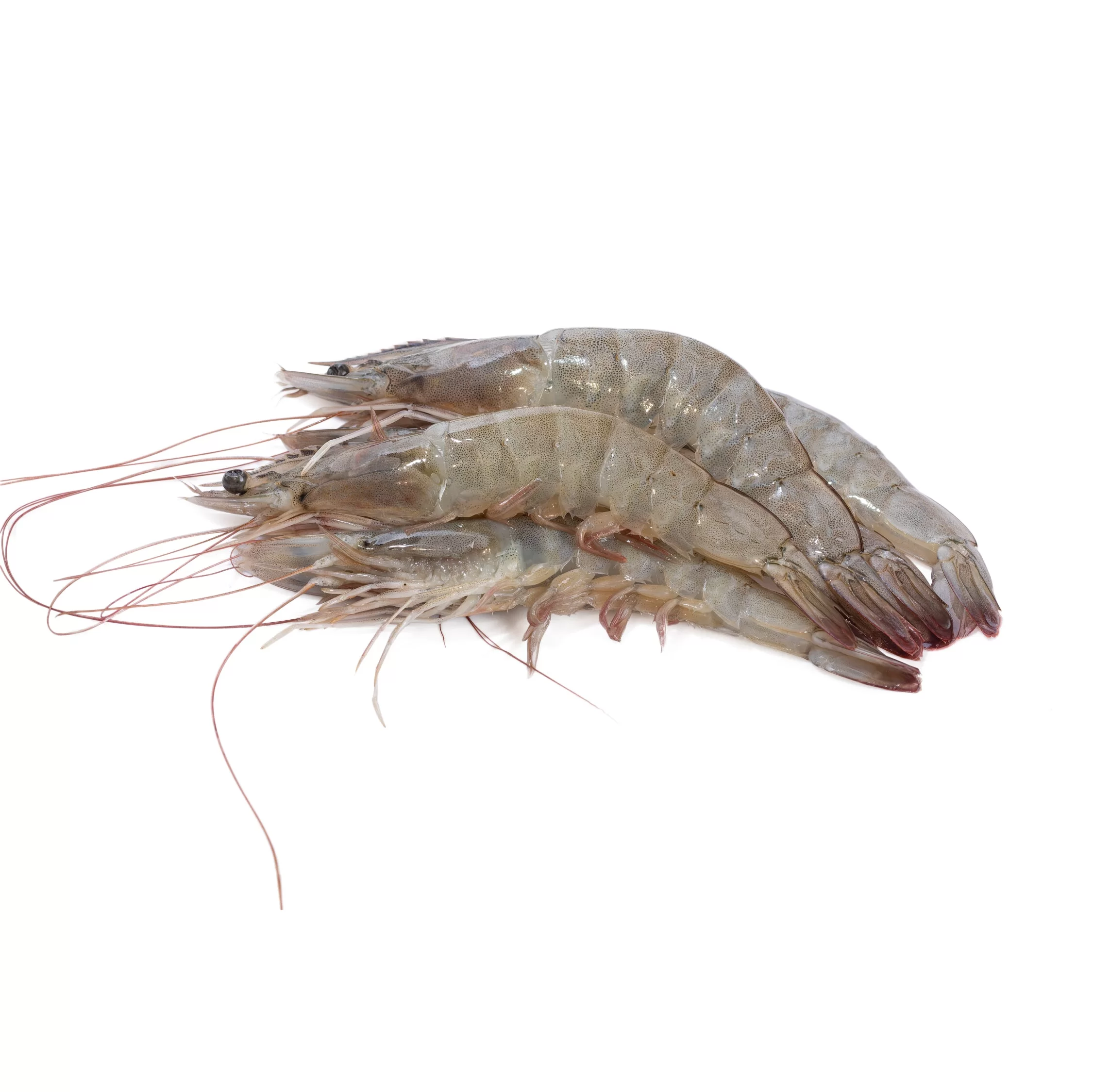 Shrimp